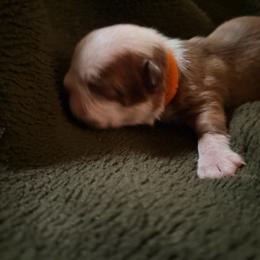 Donald - Red male Boston Terrier puppy in Farmington, Connecticut from Boston Luvs