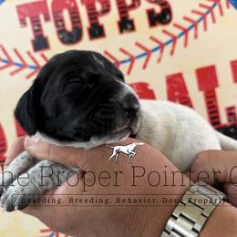 Rose red collar - Black roan female German Shorthaired Pointer puppy in Six Mile, South Carolina from The Proper Pointer Co.