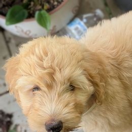 Daisy (Marigold)- purple collar girl - Apricot female Aussiedoodle puppy in Mc Minnville, Tennessee from WilderAcre