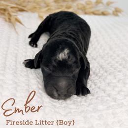 Ember - Black male Goldendoodle puppy in Livermore, Colorado from Heritage Hills Family Doodles