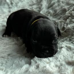 Yellow Collar - Black and white male Staffordshire Bull Terrier puppy in Princeton, Minnesota from Thor’s Beagles & Maha’s Staffy