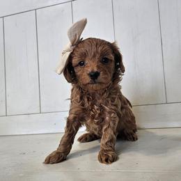 Ruby- Cream collar - Red female Cavapoo puppy in South Jordan, Utah from Lucky Doodle Pups