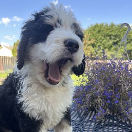 Bernedoodle Puppies from Busacker Babies