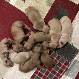 Boy 1 - Light golden male Golden Retriever puppy in Sacramento Area, California from Gold Country Golden Retrievers