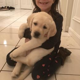 Labrador Retriever Puppies from Kingridge Kennels