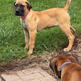 Risk - Tawny female Boerboel puppy in Flemingsburg, Kentucky from Aussgardian Boerboels