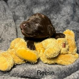 Reese - Chocolate female Goldendoodle puppy in New Ringgold, Pennsylvania from Hawk Mountain Doodles