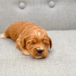 Willie - Red  male Goldendoodle puppy in Queen Creek, Arizona from Goldendoodle AZ