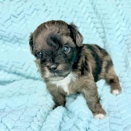 Canyon - Blue merle male Aussiedoodle puppy in Science Hill, Kentucky from Southern Paws Kennels