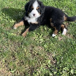 Bernese Mountain Dog Puppies from Willow Tree Berners