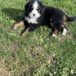 Bernese Mountain Dog Puppies from Willow Tree Berners