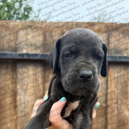 Nova - Black female Great Dane puppy in Granbury, Texas from Anderson Blau’s Great Danes