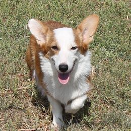 PITTY - Pembroke Welsh Corgi