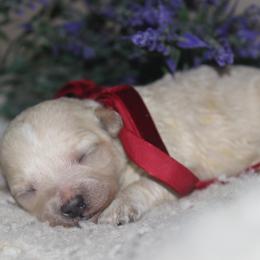 Jitterbug - Cream female Maltipoo puppy in Arkansas from Brew House