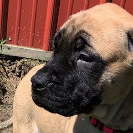 Mastiff Puppies from Eagle Pond Mastiffs