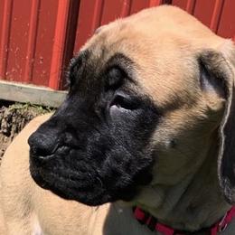 Mastiff Puppies from Eagle Pond Mastiffs