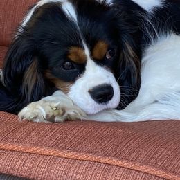 Cavalier King Charles Spaniel Puppies from Sunflower Cavaliers