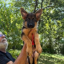 Male ( red collar) - Black and red male German Shepherd puppy in Dallas, Texas from Sam's Highest Quality Shepherds