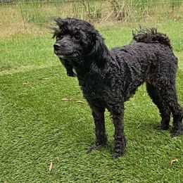 Ophelia - Poodle