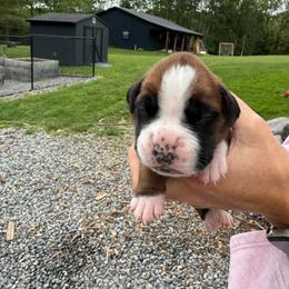 Pink - Fawn female Boxer puppy in Jamesville, New York from Reynolds Homestead Boxers