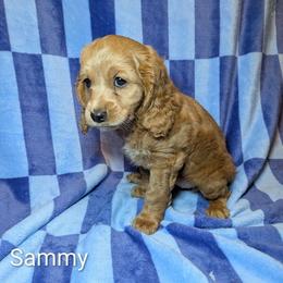 Sammy - Buff female Cockapoo puppy in Sunset, Louisiana from Cano Cockapoos
