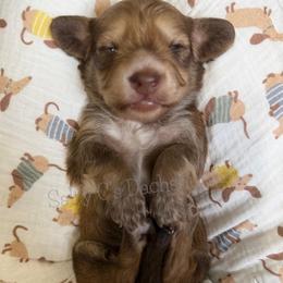Oscar - Cream male Dachshund puppy in Alva, Florida from Salty C's Dachshunds