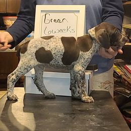 German Shorthaired Pointers from Phyllis' German Shorthaired Pointers