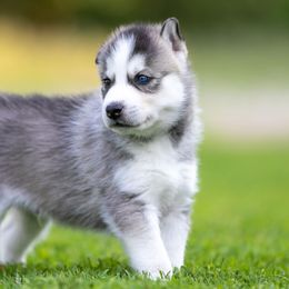 Siberian Husky Puppies from Lilbearshuskies