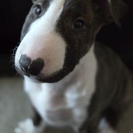 Bull Terrier Puppies from Lynn Hill Bull Terriers