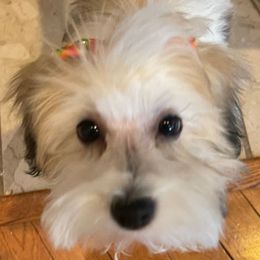 Pepper - Havanese