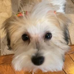 Pepper - Havanese