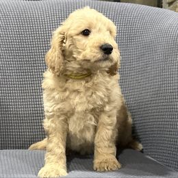 Gus - Red  male Goldendoodle puppy in Owenton, Kentucky from Elagant Acres