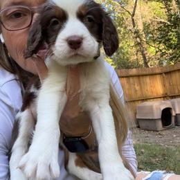 Black  boy - Liver and white male English Springer Spaniel puppy in Lufkin, Texas from Shifletknight Springer Spaniels