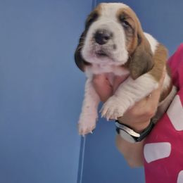 Black - Mahogany and white male Basset Hound puppy in Russellville, Kentucky from Morse's Basset Hounds