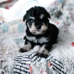 Chistery - Black and tan male Schnoodle puppy in Grove, Oklahoma from Grand Lake Poodles & Doodles