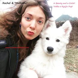 Berger Blanc Suisse and German Shepherd Puppies from Vom Hundhaus German Shepherds