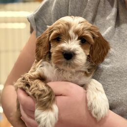 Cockapoo Puppies from Brook Valley Cockapoos