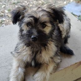 Jin - Sable male Chinese Crested puppy in San Antonio, Texas from Charming Cresteds Kennel