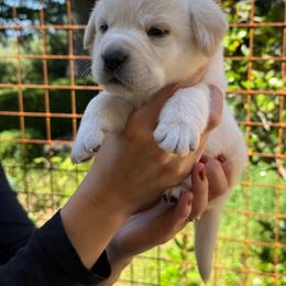 Summit - Yellow male Labrador Retriever puppy in Auburn, California from Gold Country Chihuahuas
