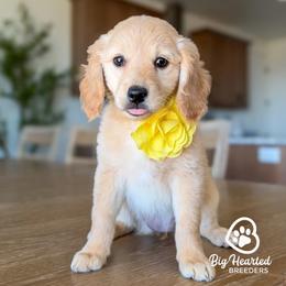Marvel - White female Companion Cross puppy in Utah County, Utah from Big Hearted Breeders