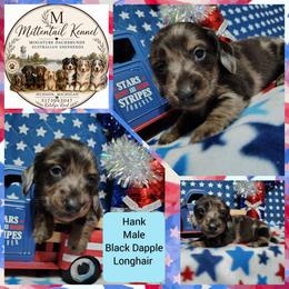 Hank - Dapple male Dachshund puppy in Hudson, Michigan from Mittentail Kennel Miniature Dachshunds & Australian Shepherds