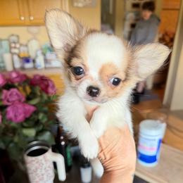 Dutch - Sable spotted white male Chihuahua puppy in Williamsburg, Virginia from PAWSitive Cheeky Chihuahuas