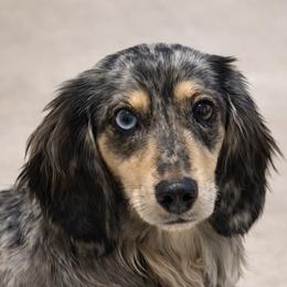 Bellamy - Dachshund