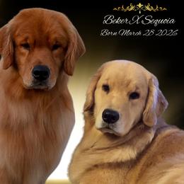 Golden Retriever puppies from UnrivaledGoldens