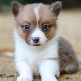 Joker - Sable male Pembroke Welsh Corgi puppy in Star City, Arkansas from Say When Corgi Co.
