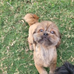 Shih Tzus from Shih Tzu puppy
