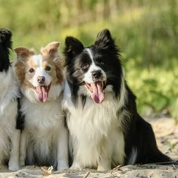 Border Collies from Storyline Border Collies