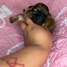 Ckc Posy - Red and tan female Shih Tzu puppy in Roseville, Michigan from Diamond Paws LLC