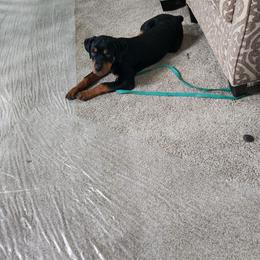 Rottweiler Puppies from G.M. Rottweilers"N-E OHIO"