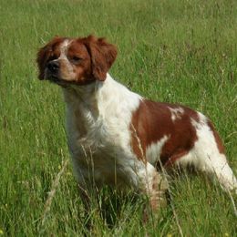 Homere - Brittany